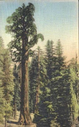General Grant National Park, carte poștală din California